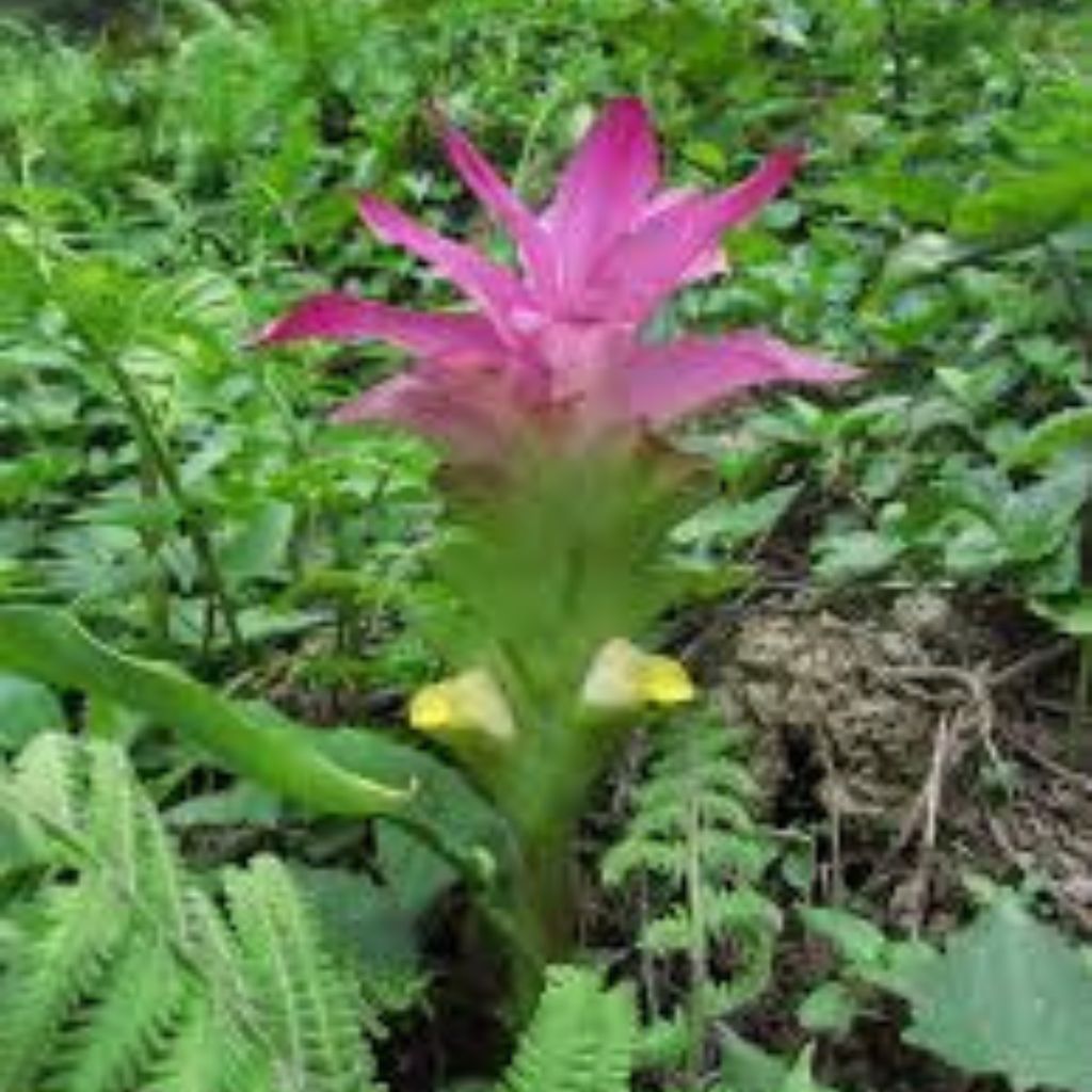 Wild Turmeric Kodaikanal