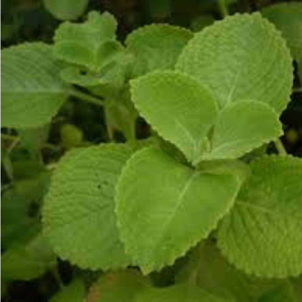 Indian Borage Kodaikanal